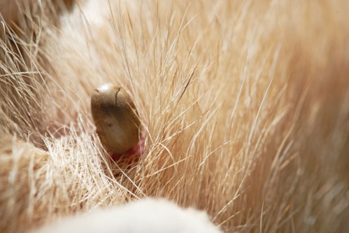 Close-up of a tick embedded in the fur of an animal, surrounded by fine hair.