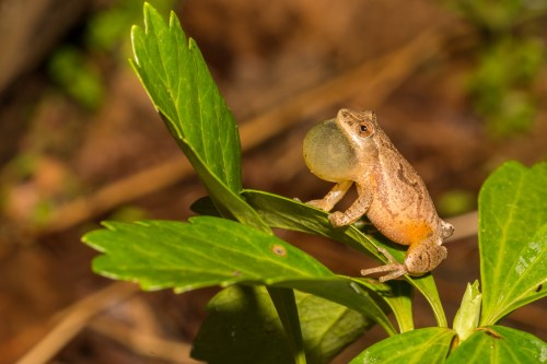 A small frog perched on a green leaf, inflating its vocal sac in a natural setting.