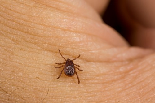 A close-up of a tick on human skin, highlighting its small size and dark coloration.