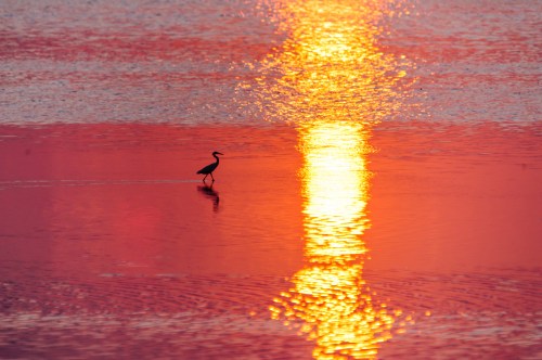 A silhouette of a heron stands in water reflecting a vibrant sunset with orange and gold hues.