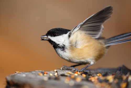 A small bird with a black cap and white cheeks holds a seed in its beak, perched on a log with scattered seeds.