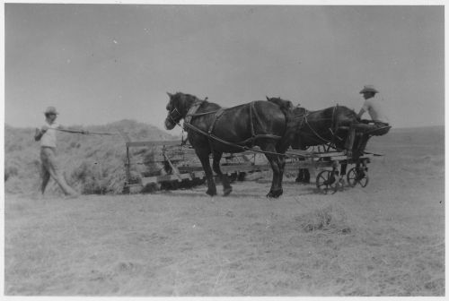 A black and white photo of two horses pulling a cart, with a man guiding them and another man seated on the cart.