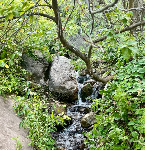 A small stream flows over rocks, surrounded by lush green foliage and trees.