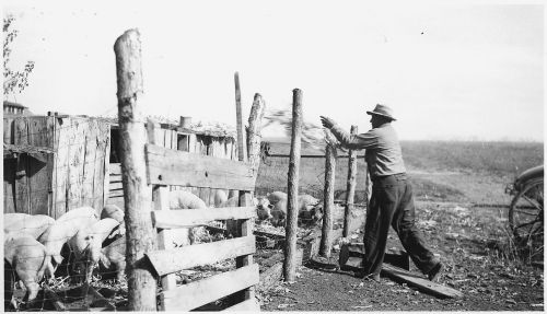 A man in a hat feeds pigs near a wooden fence on a farm, with fields visible in the background.