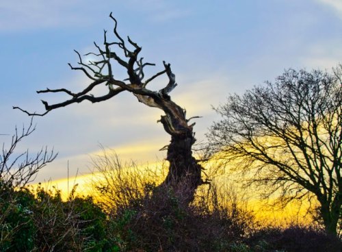 A gnarled, leafless tree stands against a colorful sunset sky, surrounded by bushes and silhouettes of other trees.