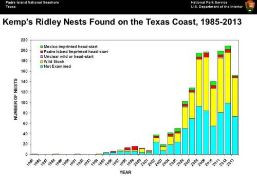 Bar graph showing the number of Kemp's Ridley nests on the Texas coast from 1985 to 2013, categorized by type.