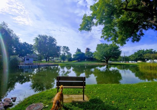 A serene park scene with a pond, trees, and a bench, featuring a dog walking nearby under a clear blue sky.