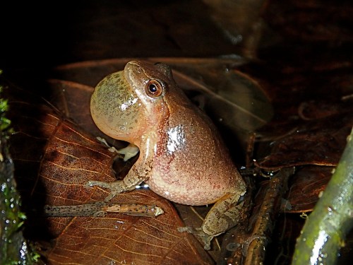A frog sitting on leaves, inflating its vocal sac, with a brownish body and large eyes.