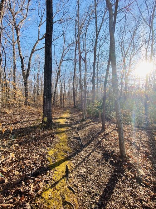 A sunlit forest path lined with bare trees and patches of moss, surrounded by autumn leaves.