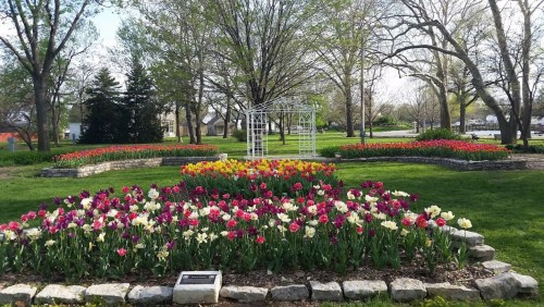 A vibrant garden with colorful tulips in bloom, surrounded by trees and a white gazebo in the background.