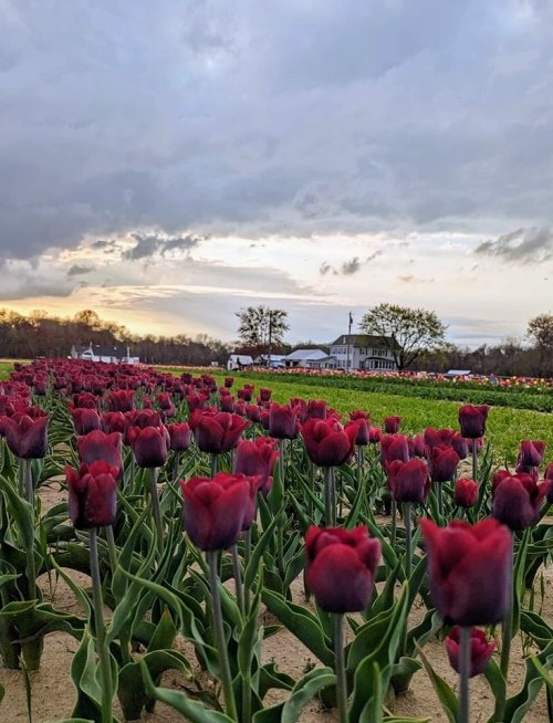A field of red tulips in bloom under a cloudy sky, with a house and trees in the background.