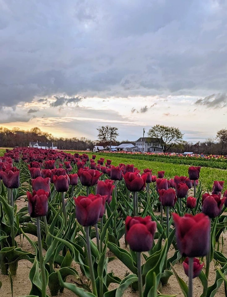 Strolling the Petal-Lined Paths