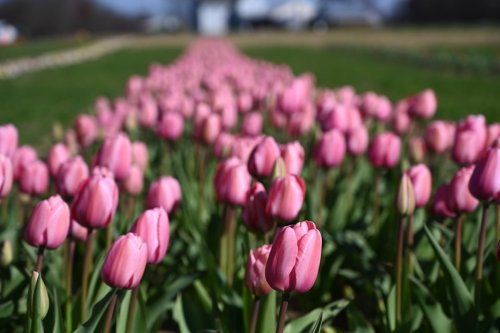 A vibrant field of pink tulips stretches into the distance, surrounded by green grass under a clear sky.