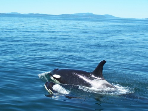 A mother orca and her calf swim together in calm blue waters with distant mountains in the background.