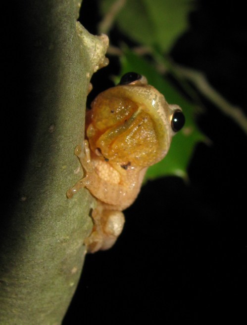 A close-up of a small frog clinging to a tree trunk in a dark environment, showcasing its unique features.