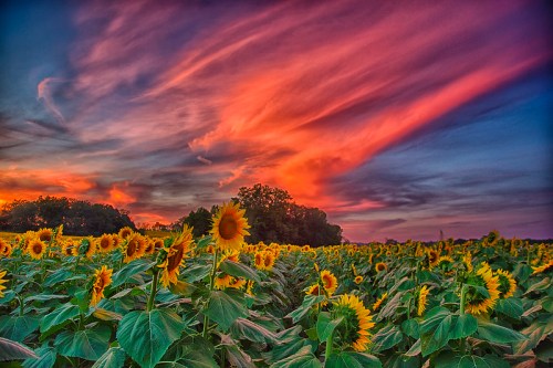 A vibrant field of sunflowers under a colorful sunset sky with dramatic clouds.