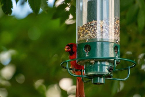 A vibrant red bird perched on a green bird feeder filled with seeds, surrounded by leafy greenery.
