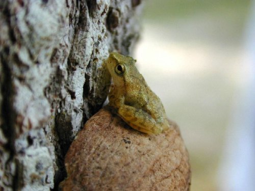 A small frog perched on a textured tree bark, blending with its natural surroundings.