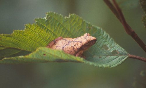 A small brown frog resting on a large green leaf in a natural setting.