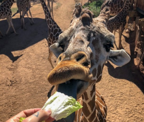 A close-up of a giraffe extending its tongue to grab a piece of lettuce from a person's hand.