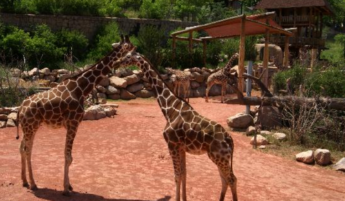 Two giraffes stand close together in a zoo, surrounded by rocks and greenery, with another giraffe in the background.