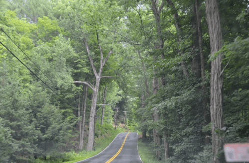 A winding road surrounded by lush green trees on both sides, creating a serene, natural landscape.