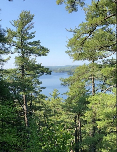 A serene view of a lake surrounded by tall green pine trees under a clear blue sky.