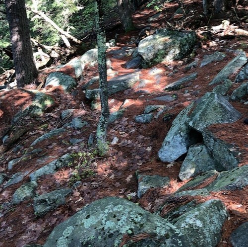 Rocky hiking trail surrounded by trees and fallen leaves, with sunlight filtering through the foliage.