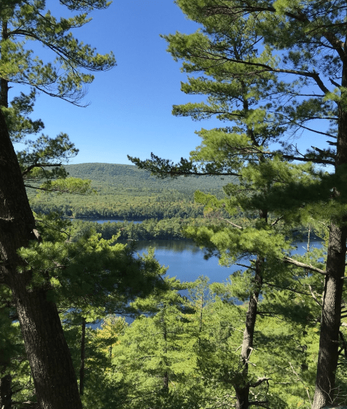A serene view of a lake surrounded by lush green trees under a clear blue sky.
