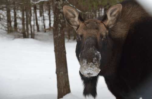 A close-up of a moose with snow on its snout, standing in a snowy forest. Trees are visible in the background.