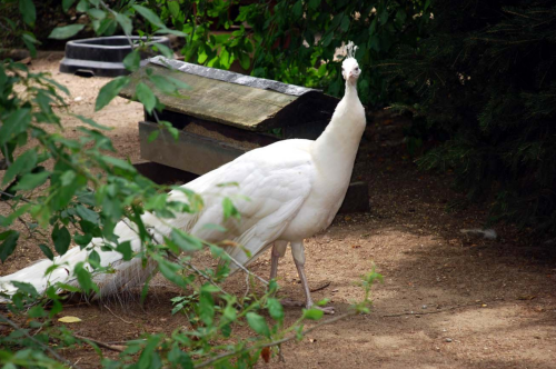 A white peacock stands among greenery, showcasing its elegant feathers in a natural setting.