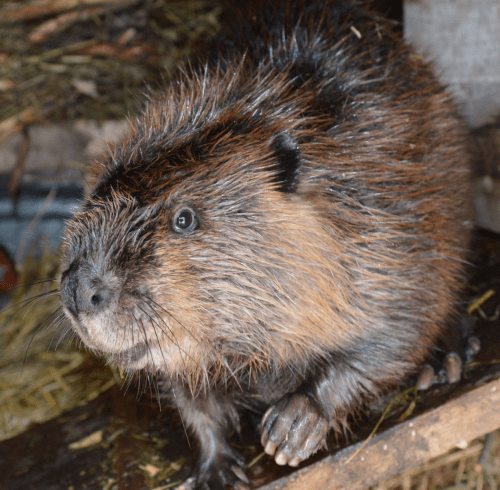 A close-up of a beaver with wet fur, sitting on a wooden surface surrounded by straw.