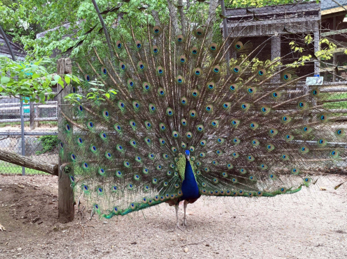 A peacock displaying its vibrant, iridescent feathers in a natural setting.