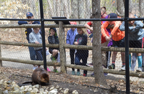 A beaver near a pond while a group of children watches from behind a fence in a wooded area.