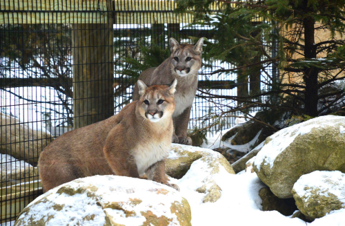 Two cougars stand on rocky terrain, surrounded by snow and greenery, with a fence in the background.
