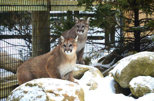 Two cougars stand on rocky terrain, surrounded by snow and greenery, in a fenced enclosure.