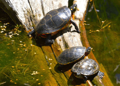 Three turtles basking on a log in a pond, surrounded by water and greenery.