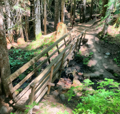 A wooden bridge spans a small stream in a lush, green forest with tall trees and a winding dirt path.