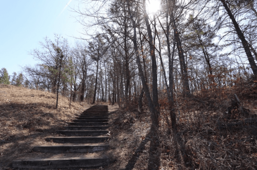 A sunlit path of wooden steps leads through a forest with sparse trees and dry grass.