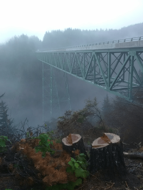 A tall green bridge spans a foggy valley, with cut tree stumps in the foreground and dense trees in the background.