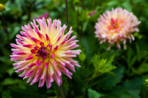 Two vibrant dahlias with pink and yellow petals bloom amidst lush green foliage.