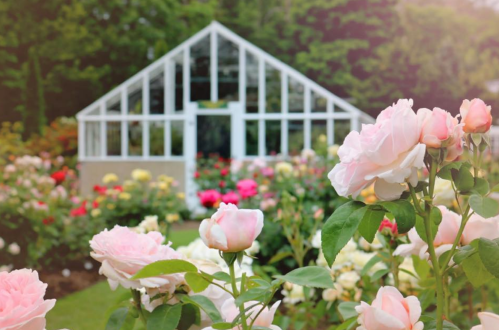 A lush garden filled with colorful roses, featuring a white greenhouse in the background.