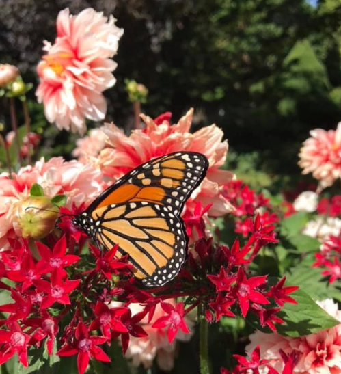 A vibrant monarch butterfly perched on red and pink flowers in a sunny garden.