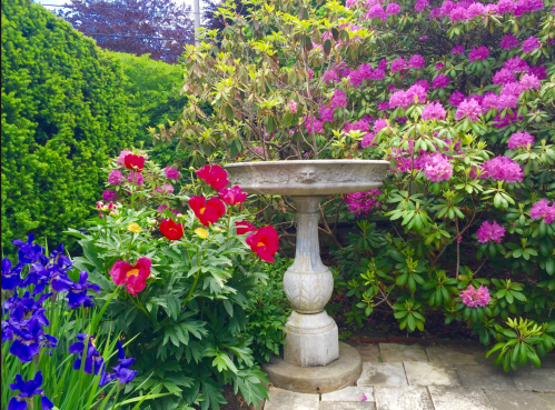 A stone birdbath surrounded by vibrant flowers, including red tulips and purple irises, with lush greenery and pink rhododendrons.