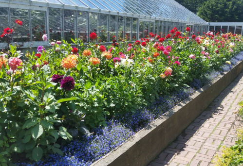 A vibrant flower garden with colorful dahlias and blue flowers, beside a glass greenhouse on a sunny day.