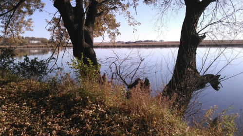 A serene river scene with two trees, autumn leaves, and calm water reflecting the clear blue sky.