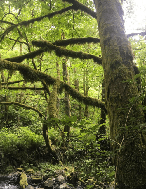 Lush green forest with moss-covered trees and branches, creating a serene, natural atmosphere near a stream.