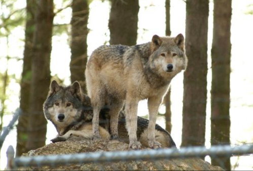 Two wolves stand on a rock in a forest, surrounded by trees, with one looking directly at the camera.