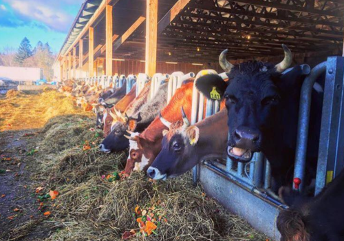 A row of cows in a barn, eating hay, with sunlight streaming through the open structure.