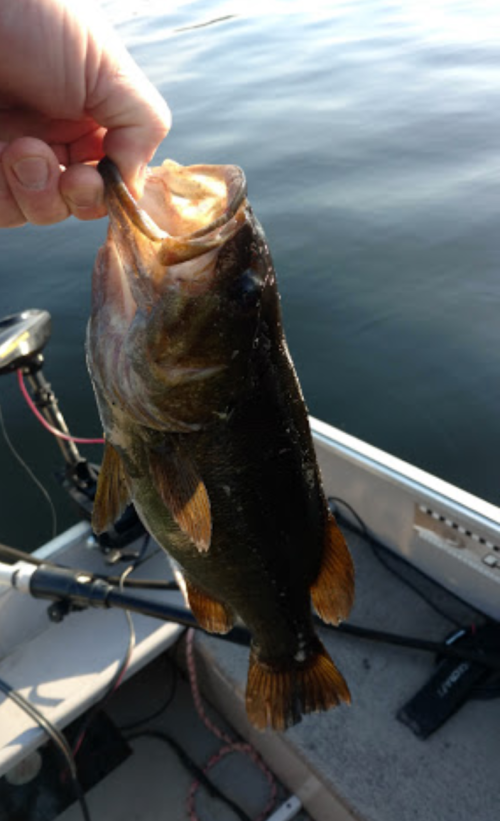 A person holding a large bass fish above the water in a boat.